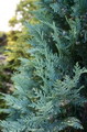 Chamaecyparis lawsoniana